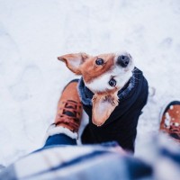 犬の足って冬は寒いの？人との違いや靴の必要性とは？