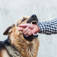 咬みついてくる犬に絶対してはいけない危険な行動4選　「興奮させないことが大事」「ついやっちゃいそう」