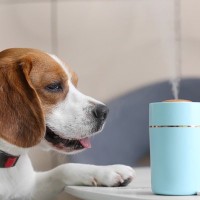 愛犬が過ごす部屋で『加湿器』を使う時の注意点３選　ダメな使い方や快適に過ごしてもらう方法とは？