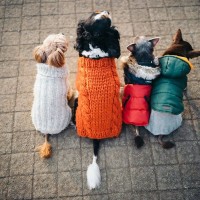 『服を着せるべき犬種』４選　寒さ対策で必須な理由とやるべき防寒対策とは？