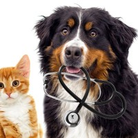 カリフォルニア州で成立したモバイル獣医療法に対する賛否両論
