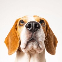 なぜ犬は鼻を鳴らすの？5つの理由や病院へ行くべき症状を解説