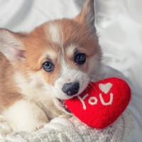 愛犬があなたに『愛してます』と言っているサイン5選　大好きな人にしか見せない仕草や行動とは