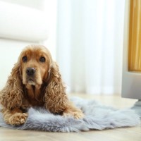 犬が亡くなる危険も。絶対にしてはいけない『寒さ対策』5選　やるべき防寒方法とは？