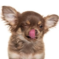 犬が口の周りを舐めるのはなぜ？　その6つの心理や理由に「意外だった」「状況にあわせて理解しよう」