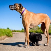 『最も大きな犬種』４選！ギネス登録された犬やその特徴に「一度は見てみたい」「憧れる」