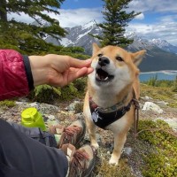 美しいカナダの山でハイキングする柴犬が話題　神秘的な展望に「こんな絶景一度でいいから見てみたい」「最高の相棒」の声
