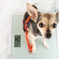 犬の寿命を縮めている『ダイエット法』3選　絶対NGなやり方と健康的に痩せるためのヒント