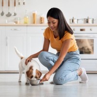 犬がご飯を食べているときに手を出すと唸る・噛むのはしつけができていないから？それは当たり前の防衛反応