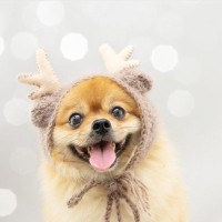 犬とクリスマスを楽しむ3つの方法！　トラブルなく安全に過ごすために飼い主が意識すべきこと