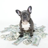 小型犬の飼育に必要な『年間費用』4選！初期費用や各費用を徹底解説　「こんなに掛かるのか」「小さいからと侮れない」