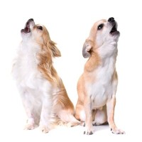 『吠えやすい』とされている犬種5選！その理由や吠え癖を直すためにすべきしつけ方とは？