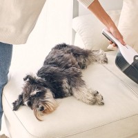 犬の抜け毛を効率よく掃除する方法5選！飼い主がしている工夫とコツ　「試してみる」「掃除機より便利かも」
