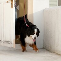 『散歩が好き過ぎる犬』が見せる3つの行動！満足してもらうために飼い主がすべき"散歩の工夫"とは？