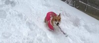 久しぶりの雪に喜びを爆発させるコーギーさん♡楽しそうに雪遊びをする姿が可愛すぎると話題