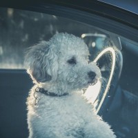 冬なら車で犬を留守番させても大丈夫？状況や時間など注意すべき点と理解すべきリスク「全飼い主に知ってほしい」