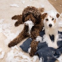 愛犬が家具を噛んでしまうのをしつけでやめさせることはできる？ある程度の諦めも必要かもしれない