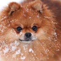 愛犬にさせてはいけない『雪道の散歩方法』4つ！トラブルから守るために飼い主がすべき対策
