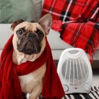 冬に注意すべき『犬の病気・怪我』5選　なりやすい理由と症状、予防する対策とは？