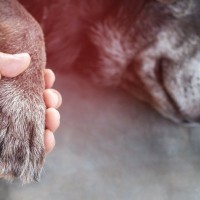 犬の突然死、6つの原因・要因とは？予防のために普段からできることは？