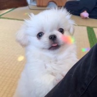 「この世の全ての悪から守りたい…」と言わしめる生後3ヶ月の子犬ペキニーズが話題に　日本中から『BIG LOVE』を送る人続出