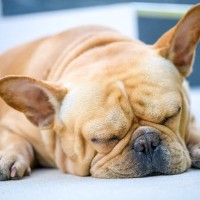 犬の頭の形は睡眠の質に影響するという研究結果