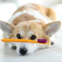 犬の歯周病を招く『絶対NG行為』4選　飼い主がやってはいけないダメ習慣と予防する対策とは
