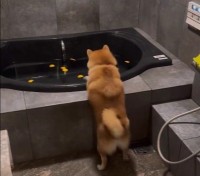 柴犬「どうしても入りたいねん…」カニ歩きで浴槽侵入を試みる後ろ姿が完全にアニメキャラ「あともうちょい！」エール続々