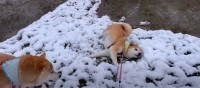 初雪にゴロスリでハッスルしちゃう柴犬兄弟「シンクロしてる〜www」「雪遊び楽しい！が伝わる♡」」