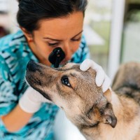 犬が『目の病気』になっているサイン7選　見逃してはいけない初期症状と予防するためにつけるべき習慣