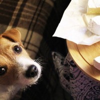 犬の『鼻』が持つ驚きの能力３選！人間の嗅覚の何倍ある？赤外線を感知できるって本当？