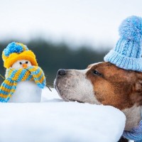 犬はどれくらいの寒さまで耐えられるの？室内の適温は何度？散歩時の注意点は？