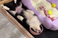 『癖スゴ笑』子犬のすさまじい寝相が199万再生を記録　爆笑必須なワンコの姿に「無防備がたまらない」「魅力的な寝姿」