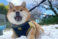 犬が初めて『雪』を見た結果…テンションMAXな姿に172万人悶絶　「平和すぎる」「尊い笑顔」全力な飼い主も微笑ましいと話題