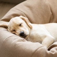 犬が熟睡できている時に見せるサイン4選　眠りが浅い場合はどんな仕草を見せるの？