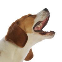 犬が『キャン』と鳴くときの心理３選　痛みを感じているサインを見極めるコツとは？