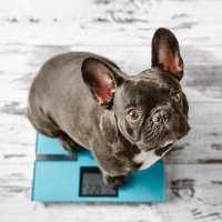 『犬を太らせやすい飼い主』の特徴5選　肥満はワンコの寿命を縮めてしまう原因にも…改善方法は？