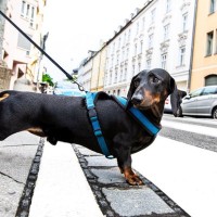 犬が事故に遭ってしまう『ダメな散歩の仕方』5選　NGな理由と安全に配慮した散歩方法とは？