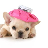 鼻ぺちゃ犬が注意すべき病気3選　かかりやすい理由や日ごろから意識すべき予防方法