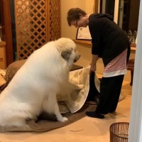 『コタツじまいを拒否する超大型犬』あまりにも可愛すぎると話題　2076万再生された光景に「おててでアピールやばい」