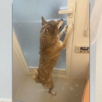 お風呂場からの逃亡を図る柴犬さん、ドアに縋りつく必死な姿が話題に