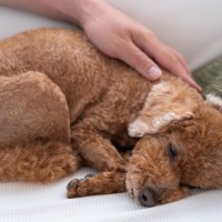 犬がかかる『レッグペルテス病』とは？体に出る３つの症状と予防対策