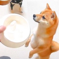 爆速でごはんを食べる犬に『早食い防止皿』を使ってみた結果…まさかの非常事態が3万4000再生「おてて器用ｗ」「思わぬハプニング笑」