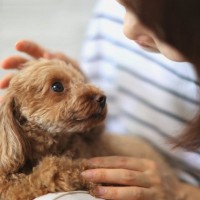 犬にとって『必要のないお世話』5つ　愛犬を疲れさせる原因となっている可能性も