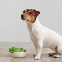 犬にしてはいけない『キャベツの与え方』5選　ダメな理由と正しい食べさせ方とは？