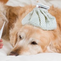 犬も風邪をひく！見極めるべき『初期症状』3選　悪化を防ぐ対策とは？
