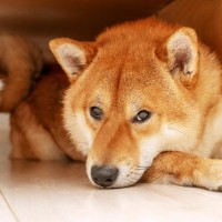 愛犬が退屈を感じている時に見せるサイン5選　飼い主がすべき対処法とは？