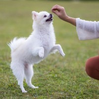 犬にジャンプをさせるのが危険な理由2つ　怪我をするリスク…やめさせるための方法とは？