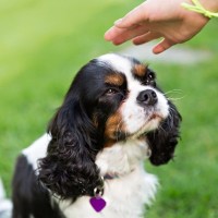 犬が『この人嫌いです』と伝えている5つのサイン　印象をよくするためにすべき接し方とは？