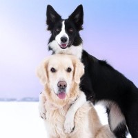 『IQが高い犬の種類』5選　頭がいいと言われている理由と愛犬を賢く育てるコツとは？